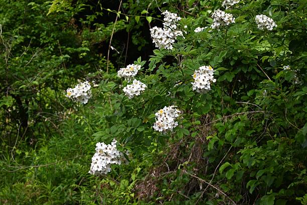 istock Japanese rose (Rosa multiflora) flowers. A deciduous climbing shrub. 2215133677