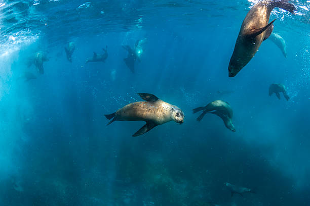 istock Australian Fur Seal 2215134952