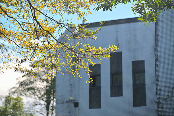 istock Sunlit Terminalia Leaves Against a Weathered Tile Wall 2215136441