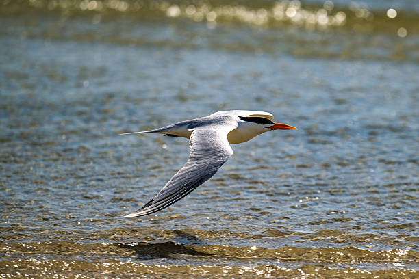 istock Royal Tern Flying Low Along Shallow Surf 2215141245