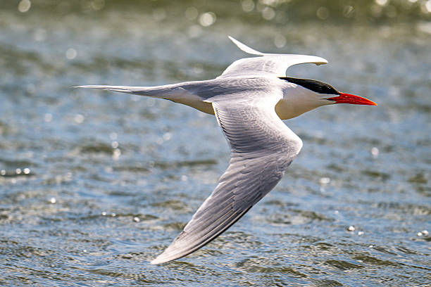 istock Royal Tern Flying Low Over Water with Fully Spread Wings 2215141263