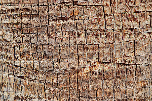 istock Detailed Natural palm tree trunk texture, Organic materials surface in Earthy Tones for Eco-Friendly Design or Nature Backgrounds, fibrous bark tropical plant close up, beige brown vivid color 2215141817
