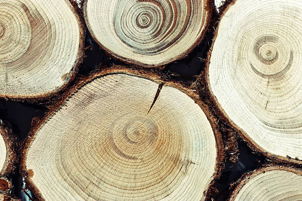 istock Round Slices of timber wood with juniper tree rings as natural geometric pattern, abstract nature background. Natural wooden organic textures and shapes, monochrome brown gradient color, earthy color 2215141830
