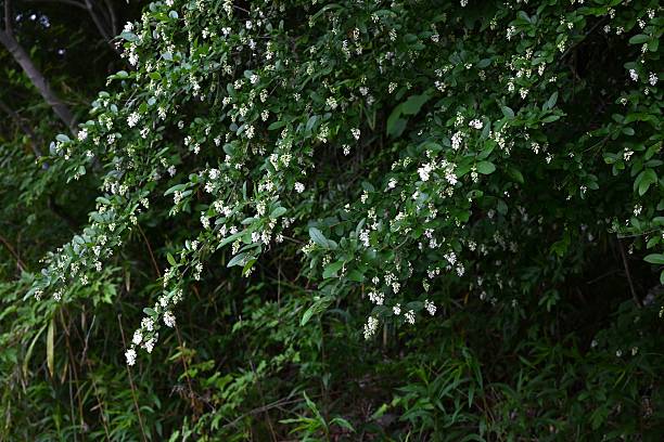 istock Ligustrum obtusifolium (Japanese name 'Ibota-no-ki') flowers. Oleaceae deciduouus shrub. 2215143155