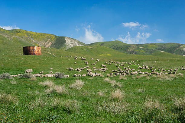 Carrizon Plain National Monument, California
