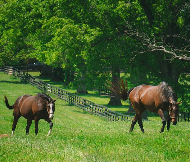 Two horses roam freely through a sunlit pasture, their glossy coats gleaming under the bright spring sun. The lush green grass and winding wooden fence draw the eye into a tranquil Kentucky landscape, where movement and stillness meet. With tails flicking and heads lowered, the horses embody the calm energy of a peaceful day in the countryside.
