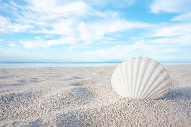 istock Seashell on the sand beach with sunny blue sky background 2215147489