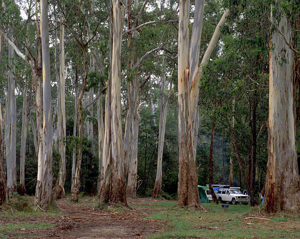 istock Camping among the red river gum trees. 2215150459