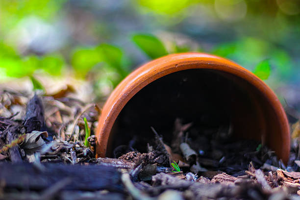 a broken terracotta pot lying on its side in a garden setting, with a small green plant growing