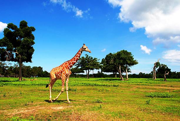 istock Island safari with giraffe 2215156106