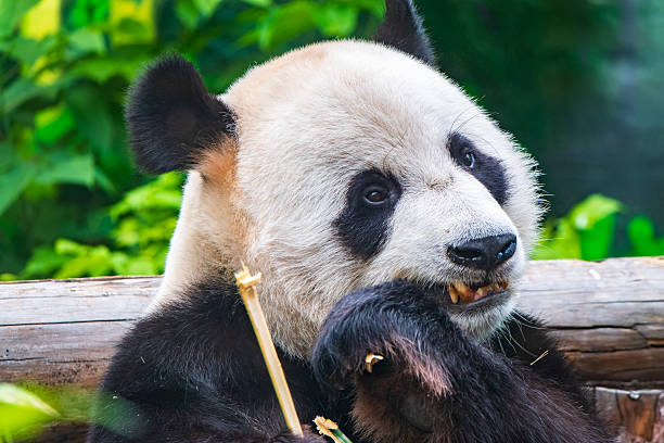 Panda eating bamboo on white background