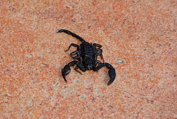 scorpion