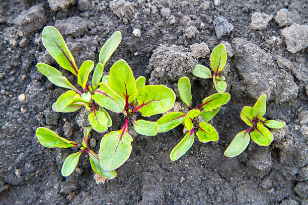 Young beet shoots in the garden. Small beet sprouts.