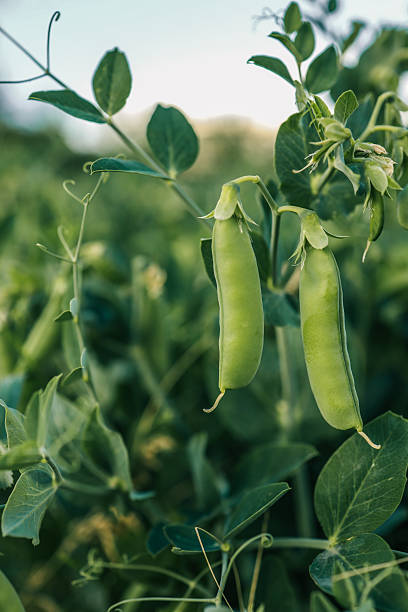 Close-up of fresh green pea pods hanging on a vine in a sunlit field, with dense foliage and tender tendrils creating a natural agricultural scene