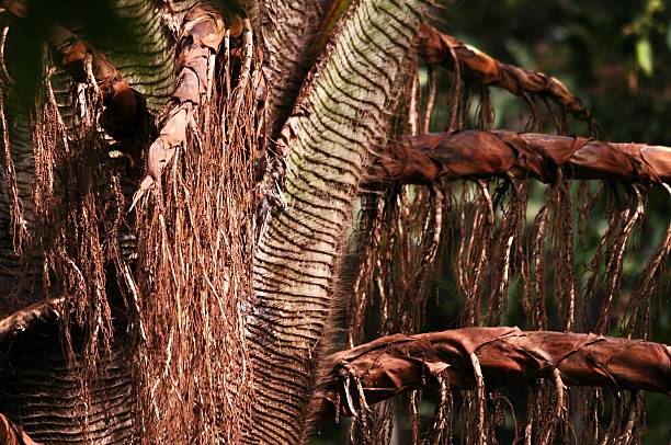 Stump of areca palm close up, Butterfly palm (chrysalidocarpus lutescens wendl).