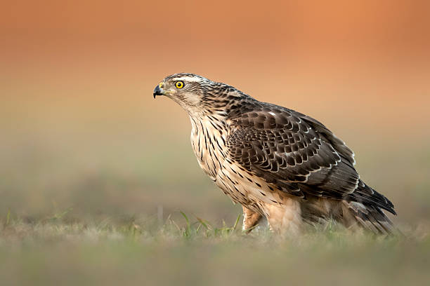 istock Northern goshawk (Accipiter gentilis) close up 2215160827