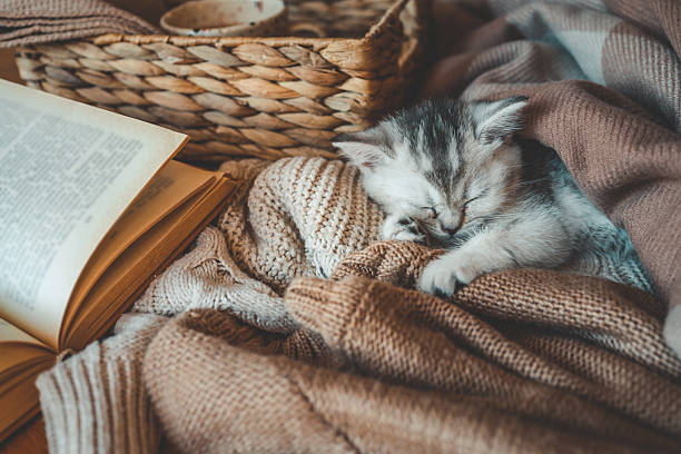 istock Cute kitten sleeping under a cozy blanket with an open book nearby, surrounded by warm knitted fabrics and a woven basket, evoking a calm and peaceful atmosphere 2215162624