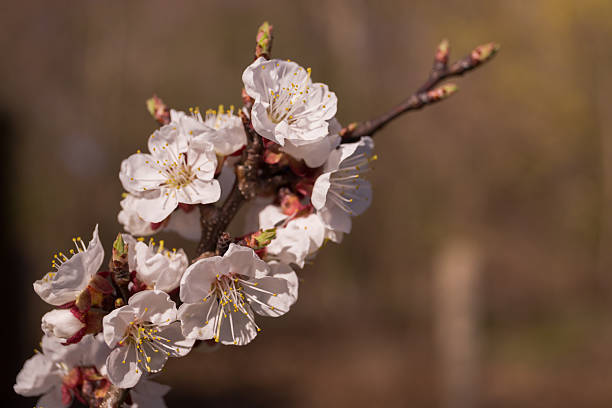 istock White apricot blossom on a sunny day - macro buds on tree branches fully opened, 2215164900