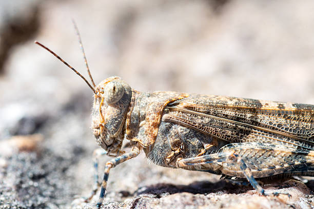istock Sphingonotus caerulans (Blue-winged Grasshopper) Camouflaged on Stone 2215166068