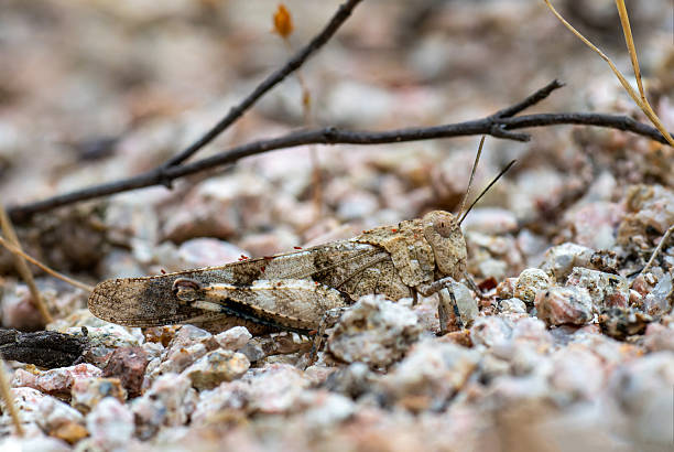 istock Sphingonotus caerulans (Blue-winged Grasshopper) Camouflaged on Stone 2215166104