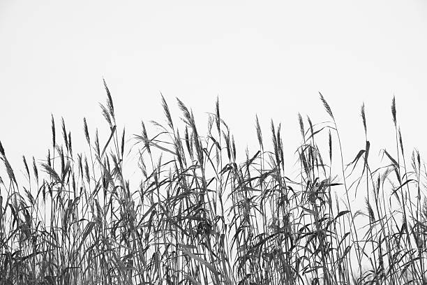 istock Dry reeds on white background, effect black and white tones. 2215167444
