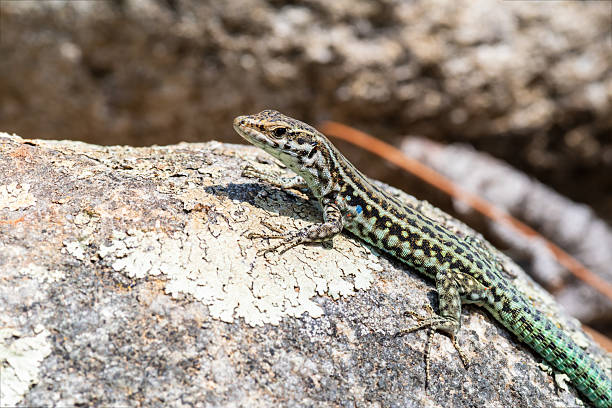 istock Tyrrhenian Wall Lizard (Podarcis tiliguerta) Basking on Rock in Corsica 2215167501