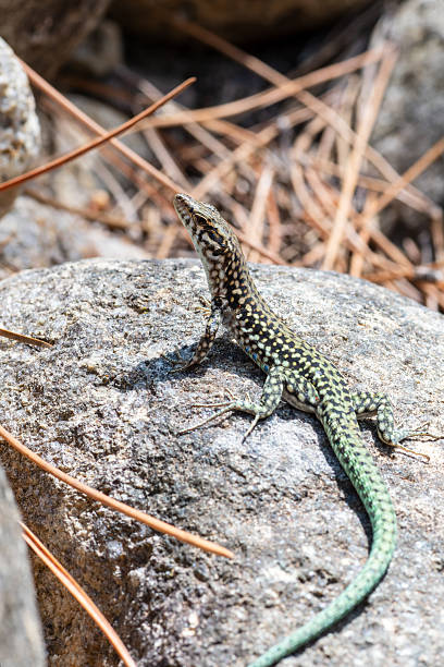 istock Tyrrhenian Wall Lizard (Podarcis tiliguerta) Basking on Rock in Corsica 2215167525