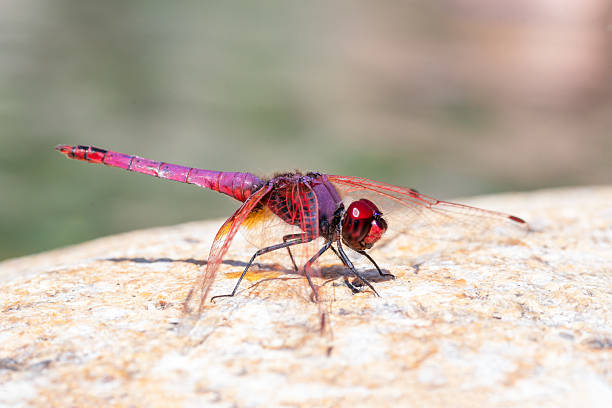 Beautiful red dragonfly on a stem.\nClose-up of a red colored male ruddy darter (Sympetrum sanguineum) hanging on vegetation. Resting in sunlight in a meadow.