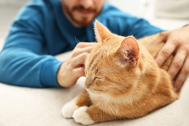 istock Man petting cute ginger cat on sofa at home, closeup 2215168271