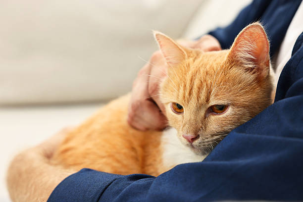 istock Man petting cute ginger cat on sofa at home, closeup 2215168358