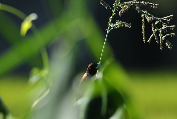 Portrait of a black-headed munia bird in the morning sunlight