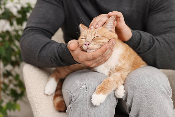 istock Man petting cute ginger cat on sofa at home, closeup 2215168544