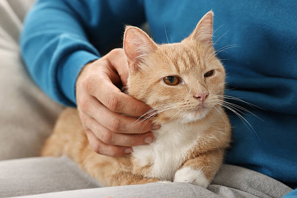 istock Man petting cute ginger cat on sofa at home, closeup 2215168545