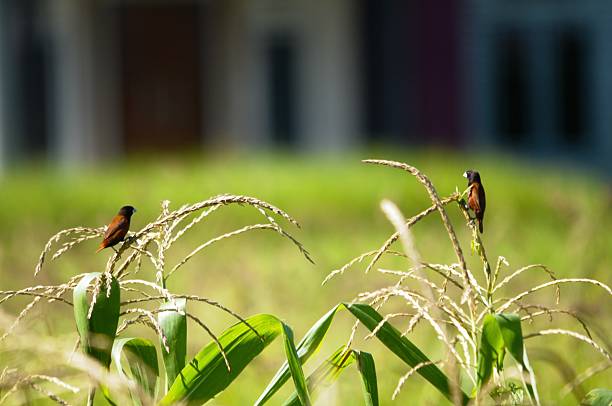 Portrait of a black-headed munia bird in the morning sunlight