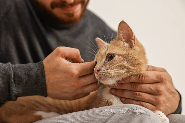 istock Man petting cute ginger cat on sofa at home, closeup 2215168795