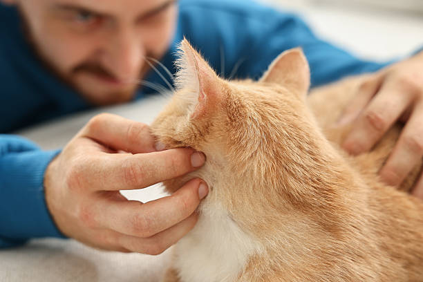 istock Man petting cute ginger cat on sofa at home, selective focus 2215168815