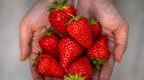 istock hands filled with ripe strawberries in a close and soft focused frame 2215168951