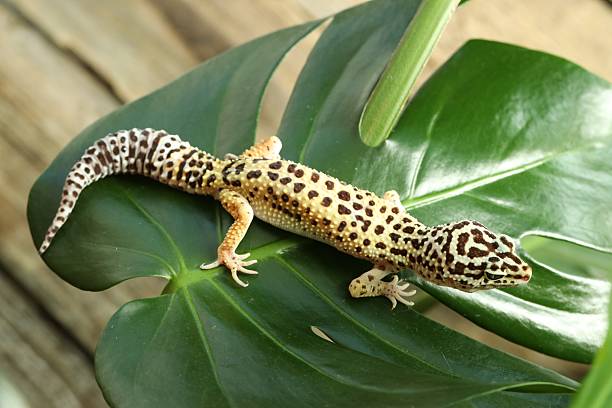 istock One beautiful gecko on green leaf. Exotic pet 2215170204