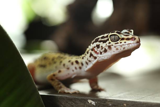 istock Beautiful gecko on grey surface, closeup. Exotic pet 2215170205