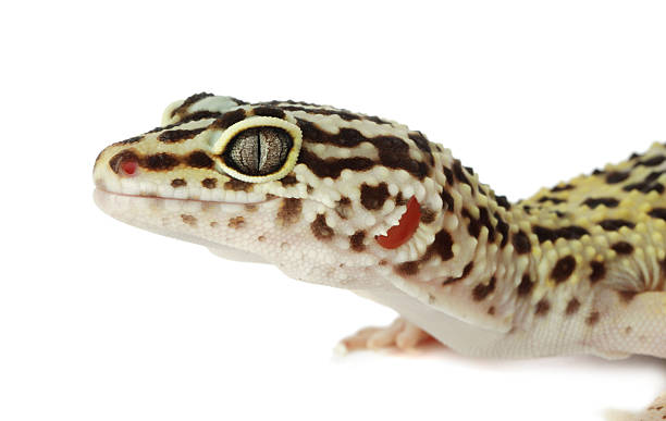istock One beautiful gecko isolated on white. Exotic pet 2215170241