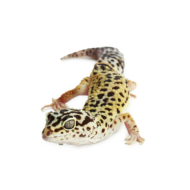 istock One beautiful gecko isolated on white. Exotic pet 2215170244