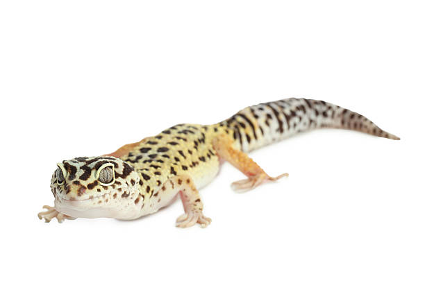 istock One beautiful gecko isolated on white. Exotic pet 2215170250