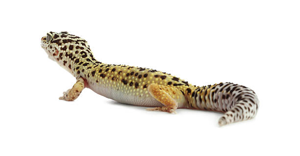 istock One beautiful gecko isolated on white. Exotic pet 2215170257