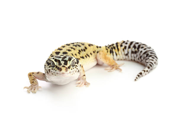 istock One beautiful gecko isolated on white. Exotic pet 2215170264
