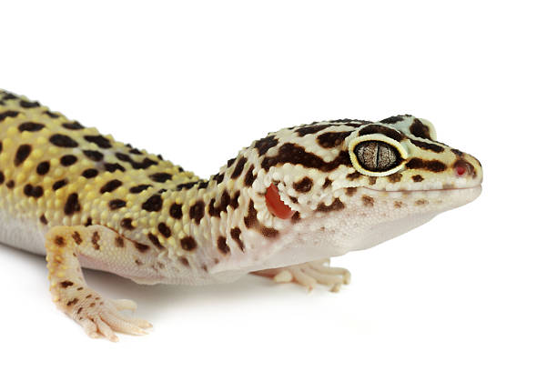 istock One beautiful gecko isolated on white. Exotic pet 2215170265