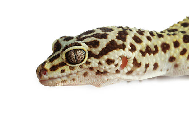 istock One beautiful gecko isolated on white. Exotic pet 2215170272