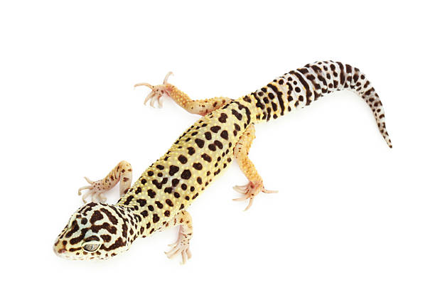 istock One beautiful gecko isolated on white, top view 2215170274