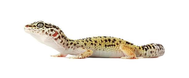 istock One beautiful gecko isolated on white. Exotic pet 2215170277