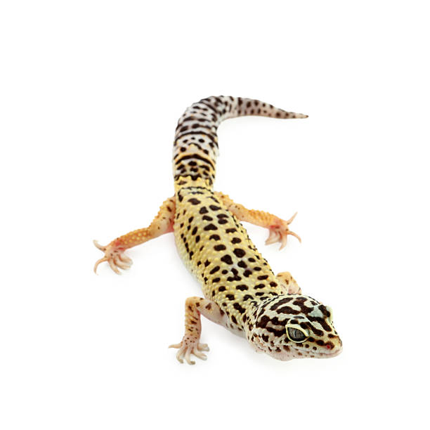 istock One beautiful gecko isolated on white. Exotic pet 2215170278