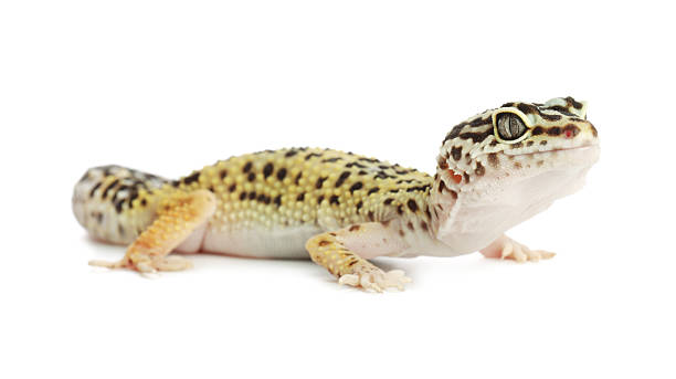 istock One beautiful gecko isolated on white. Exotic pet 2215170280